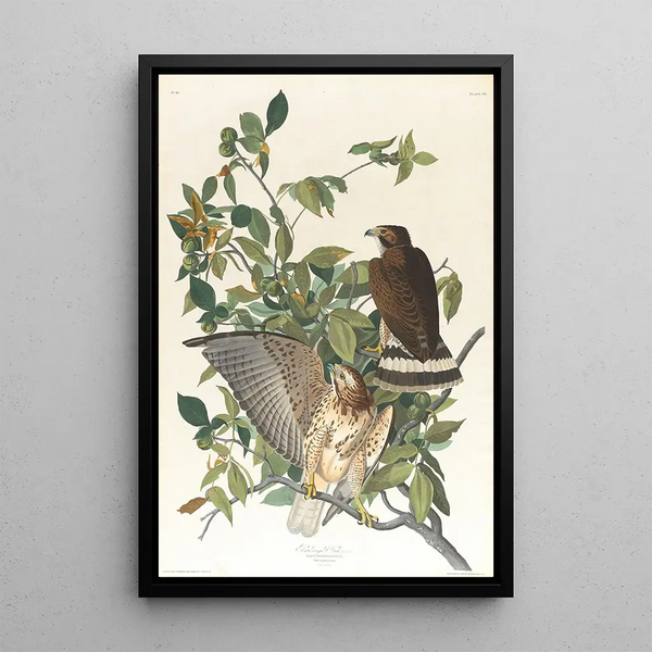 Large-winged Buse - John James Audubon — framed artwork on a wall