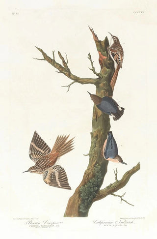the Brown Creeper and California Nuthatch - John James Audubon — artwork view