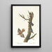 the Brown Creeper and California Nuthatch - John James Audubon — framed artwork on a wall