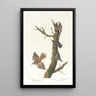 the Brown Creeper and California Nuthatch - John James Audubon — framed artwork on a wall