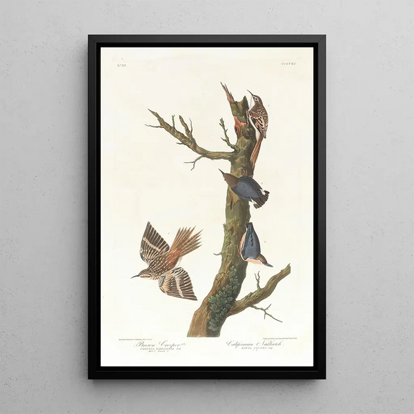 the Brown Creeper and California Nuthatch - John James Audubon — framed artwork on a wall