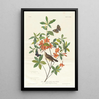 Paruline à tête brune mangeuse de vers - John James Audubon — framed artwork on a wall