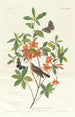 Paruline à tête brune mangeuse de vers - John James Audubon — artwork view