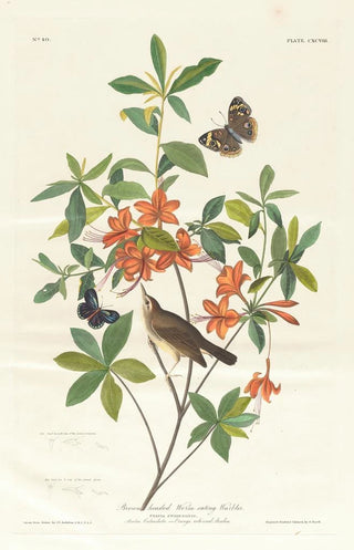 Paruline à tête brune mangeuse de vers - John James Audubon — artwork view