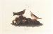 Alouette brune - John James Audubon — artwork view