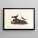 Alouette brune - John James Audubon — framed artwork on a wall