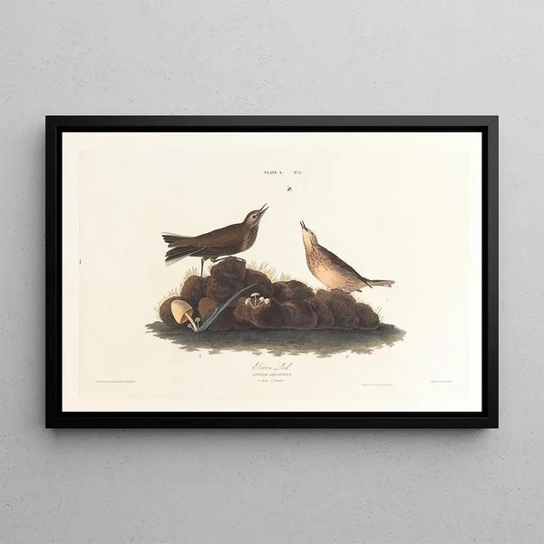 Alouette brune - John James Audubon — framed artwork on a wall