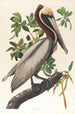 Brown Pelican Pelecanus fuscus - John James Audubon — artwork view