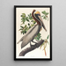Brown Pelican Pelecanus fuscus - John James Audubon — framed artwork on a wall