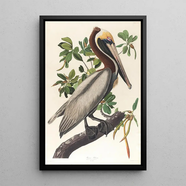 Brown Pelican Pelecanus fuscus - John James Audubon — framed artwork on a wall