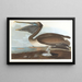 Brown Pelican Painting - John James Audubon — framed artwork on a wall