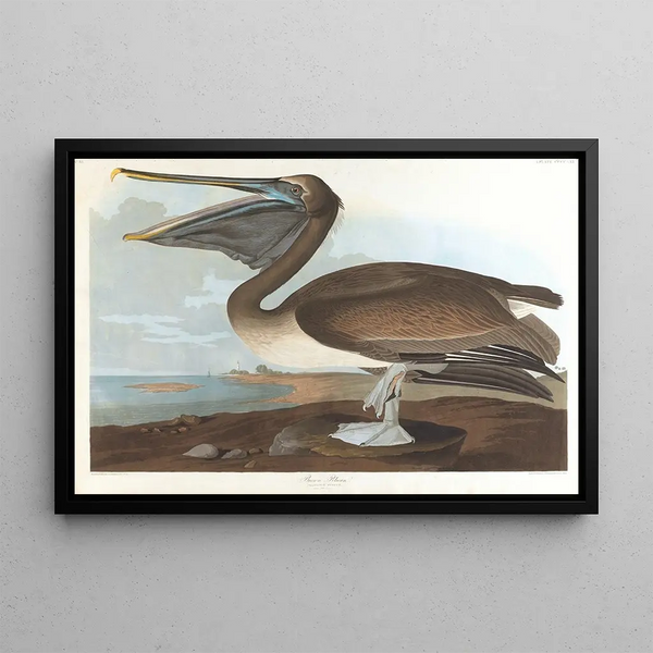 Brown Pelican Painting - John James Audubon — framed artwork on a wall