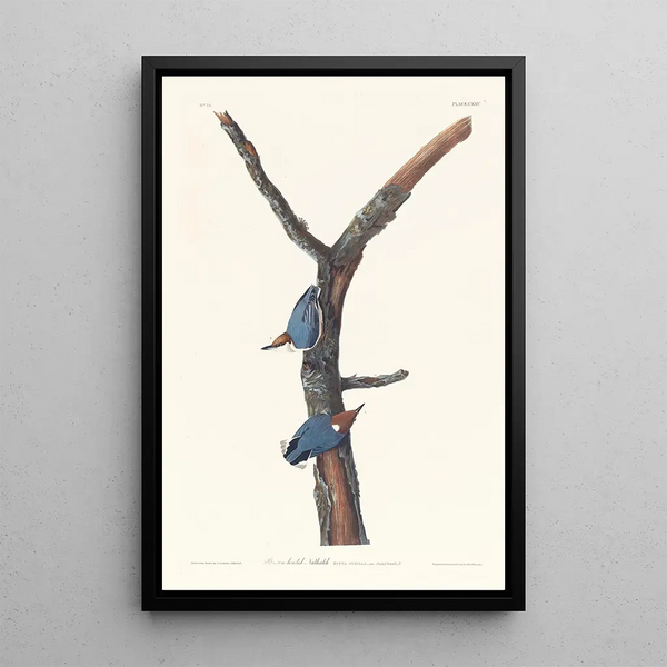 Sittelle à tête brune - John James Audubon — framed artwork on a wall
