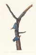 Sittelle à tête brune - John James Audubon — artwork view