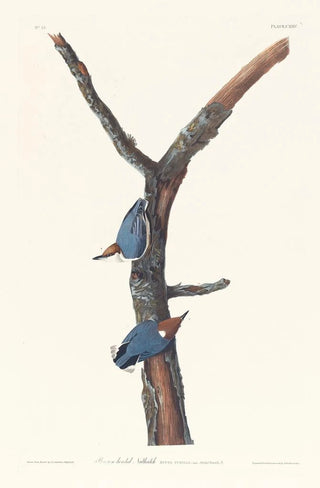 Sittelle à tête brune - John James Audubon — artwork view