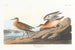 Bécasseau roussâtre - John James Audubon — artwork view