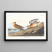 Bécasseau roussâtre - John James Audubon — framed artwork on a wall