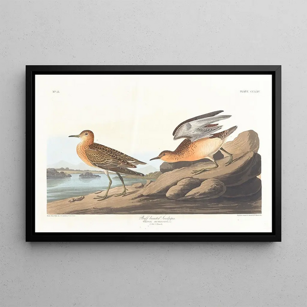 Bécasseau roussâtre - John James Audubon — framed artwork on a wall