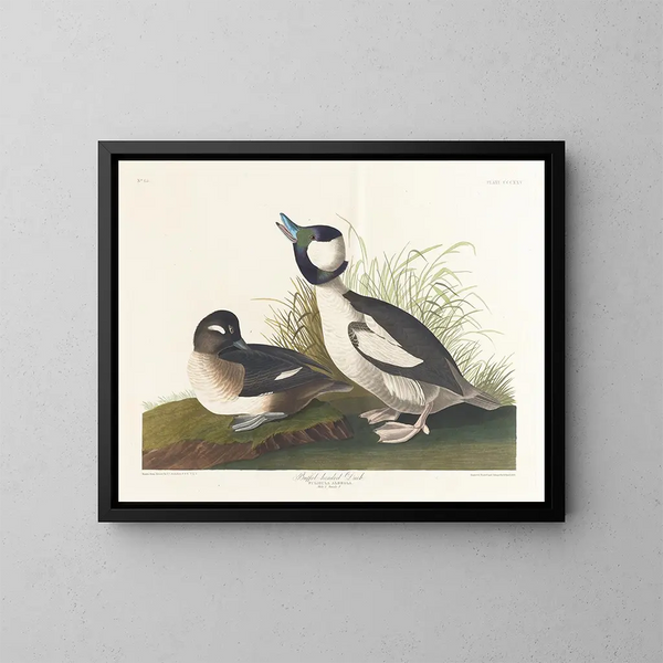 Canard à tête de buffet - John James Audubon — framed artwork on a wall