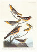 Bullock Oriole, Baltimore Oriole, Mexican Goldfinch, Varied Thrush, and Spotted Thrush - John James Audubon — artwork view