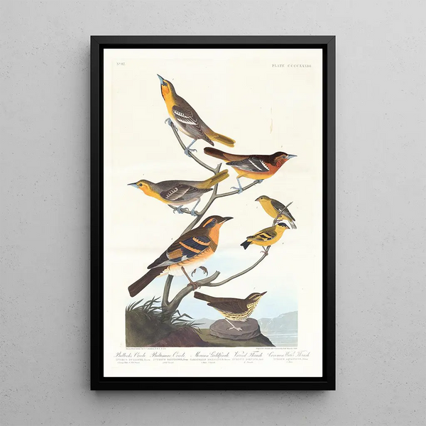 Bullock Oriole, Baltimore Oriole, Mexican Goldfinch, Varied Thrush, and Spotted Thrush - John James Audubon — framed artwork on a wall