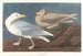 Goéland bourgmestre - John James Audubon — artwork view