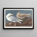 Goéland bourgmestre - John James Audubon — framed artwork on a wall