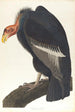 California Vulture - John James Audubon — artwork view