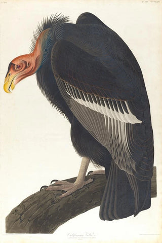 California Vulture - John James Audubon — artwork view