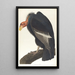 California Vulture - John James Audubon — framed artwork on a wall