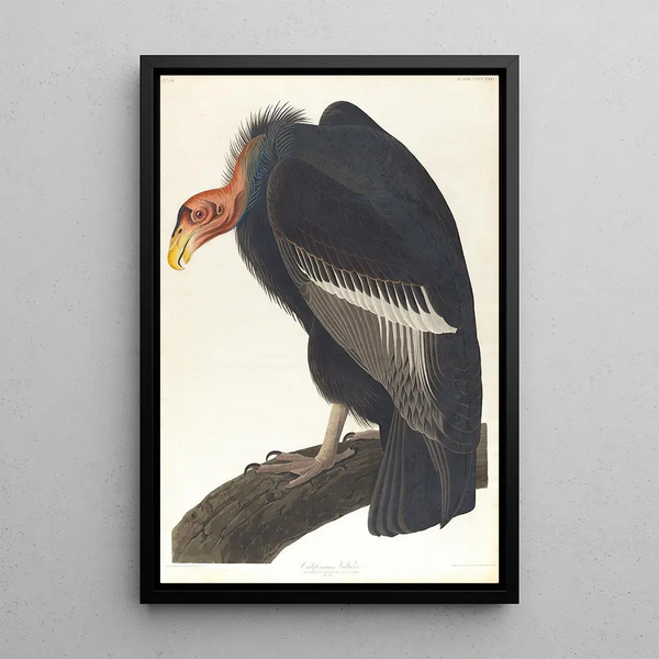 California Vulture - John James Audubon — framed artwork on a wall