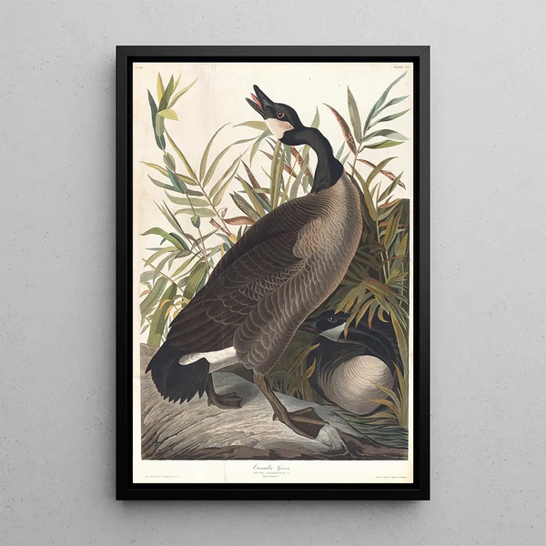 Canadian Goose Painting - John James Audubon — framed artwork on a wall