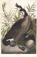 Canadian Goose Painting - John James Audubon — artwork view