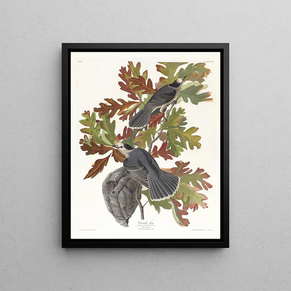 Mésangeai du Canada - John James Audubon — framed artwork on a wall
