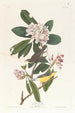 Paruline du Canada - John James Audubon — artwork view