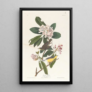 Paruline du Canada - John James Audubon — framed artwork on a wall