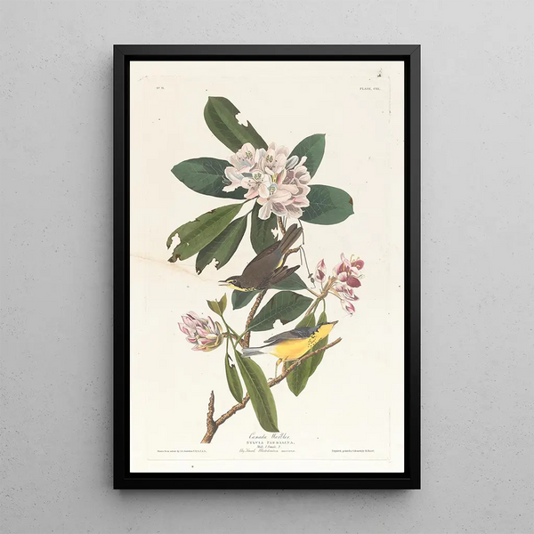 Paruline du Canada - John James Audubon — framed artwork on a wall