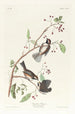 Chickadee of Canada - John James Audubon — artwork view