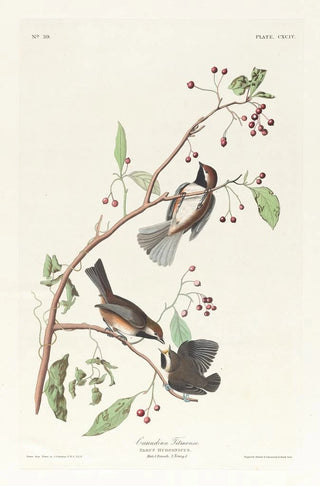 Chickadee of Canada - John James Audubon — artwork view