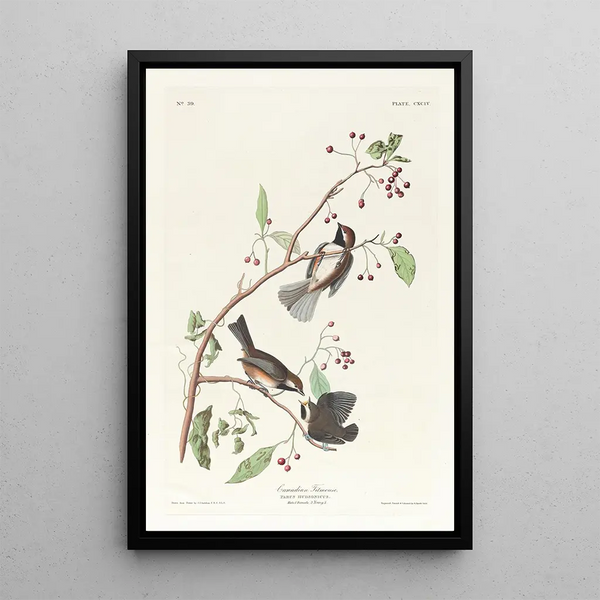 Chickadee of Canada - John James Audubon — framed artwork on a wall