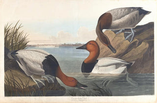 John James Audubon - Canvas backed duck.webp
