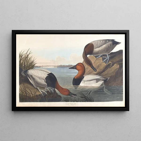 White-backed Duck - John James Audubon — framed artwork on a wall