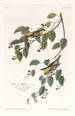 Paruline carbonée - John James Audubon — artwork view