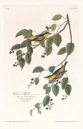 Paruline carbonée - John James Audubon — artwork view