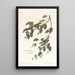 Paruline carbonée - John James Audubon — framed artwork on a wall