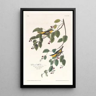 Paruline carbonée - John James Audubon — framed artwork on a wall