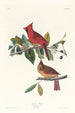 Cardinal gros-bec - John James Audubon — artwork view