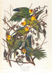 Parrot of Caroline - John James Audubon — artwork view