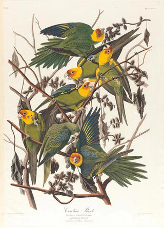 Parrot of Caroline - John James Audubon — artwork view