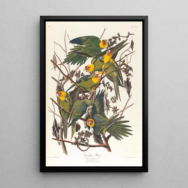 Parrot of Caroline - John James Audubon — framed artwork on a wall